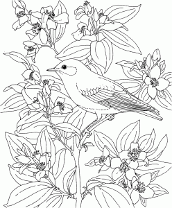 free_printable_coloring_page_bluebird_coloring_page_idaho_state_bird_and_flower
